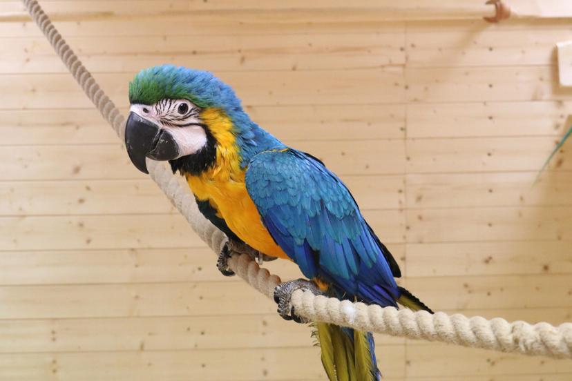 Papagoide Paradiisi külastus