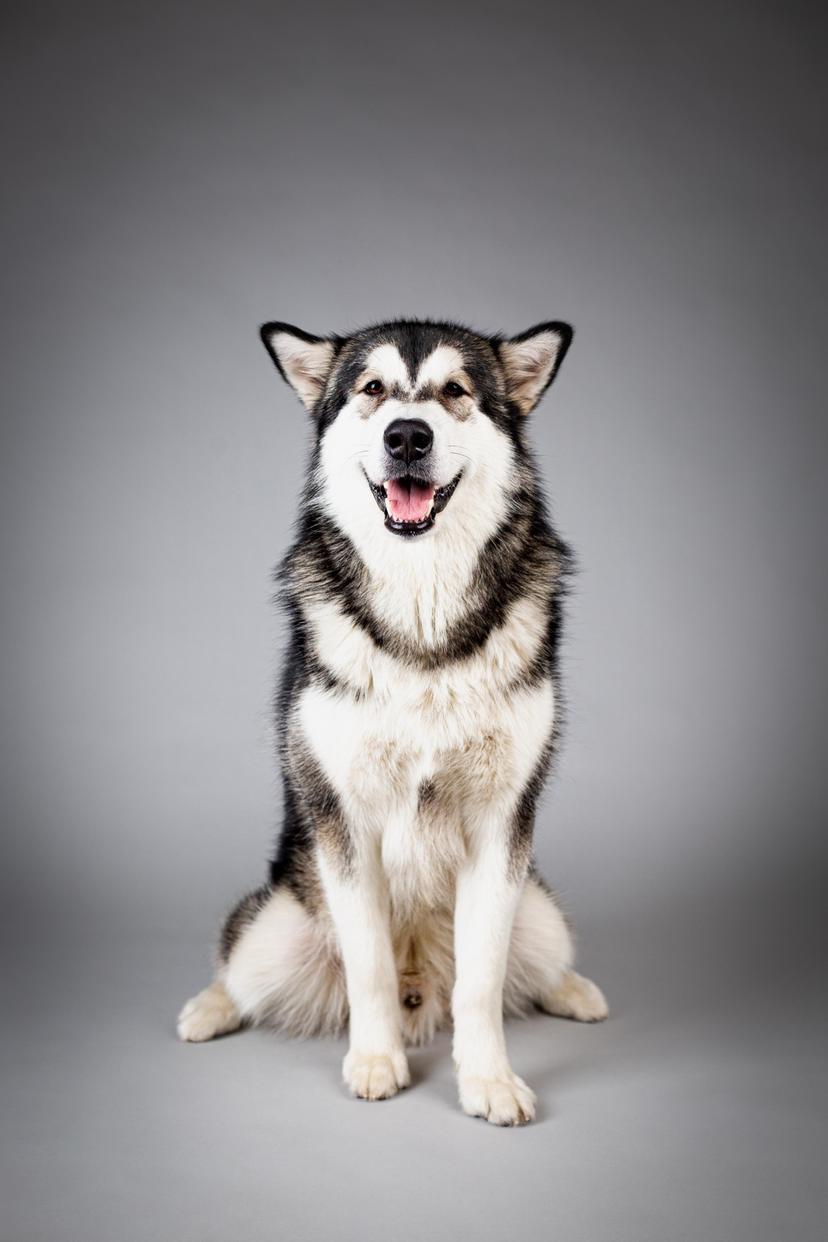 Fotosessioon koos lemmikloomaga | Photocult Studio